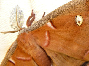 Antheraea polyphemus