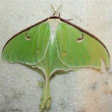 Actias luna