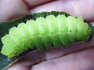 Actias luna