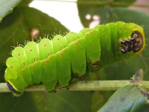 Actias luna