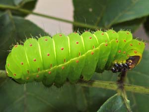 Actias luna