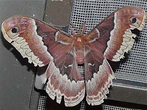 Callosamia promethea