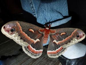 Hyalophora cecropia