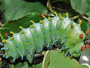 Hyalophora cecropia