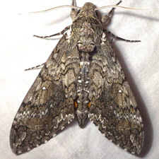 Manduca sexta