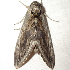 Manduca quinquemaculatus