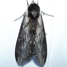 Sphinx poecila