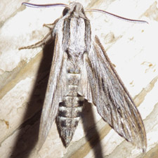 Sphinx dollii