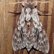 Lapara bombycoides