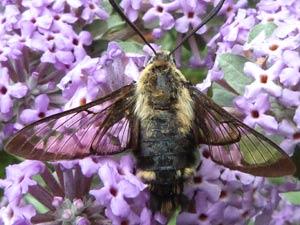 Hemaris diffinis