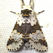 Furcula borealis