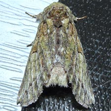 Heterocampa umbrata