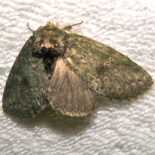 Cecrita biundata