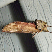 Oedemasia concinna