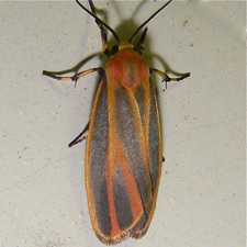 Hypoprepia fucosa