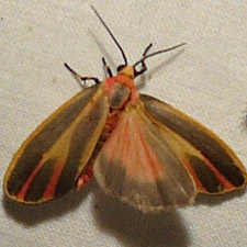 Hypoprepia fucosa