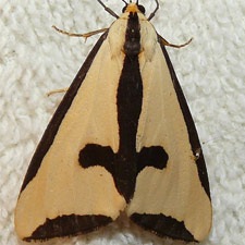 Haploa clymene