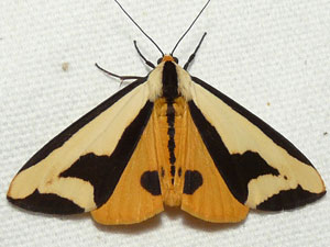 Haploa clymene