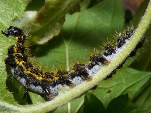 Haploa clymene