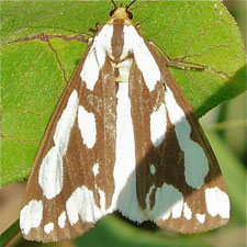 Haploa confusa