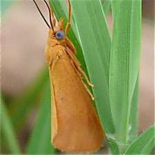 Virbia aurantiaca