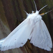 Spilosoma congrua