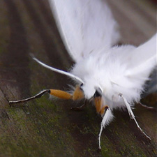 Spilosoma congrua