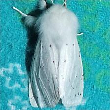 Spilosoma vestalis