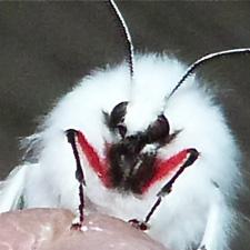 Spilosoma vestalis