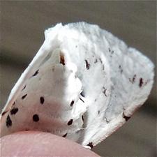 Spilosoma vestalis