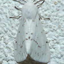 Spilosoma dubia