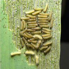 Spilosoma virginica