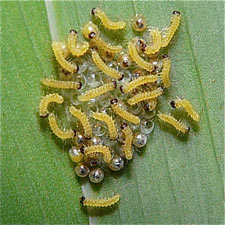 Spilosoma virginica