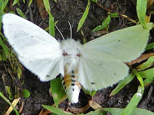 Spilosoma virginica