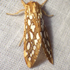 Lophocampa argentata