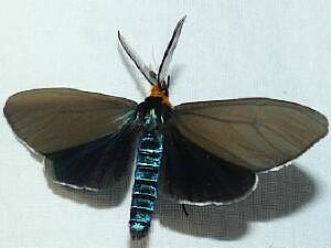 Ctenucha virginica