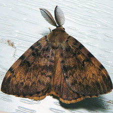 Lymantria dispar