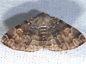 Idia americalis