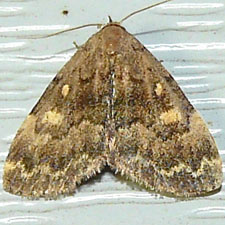 Idia aemula