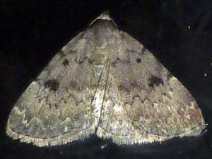 Idia aemula