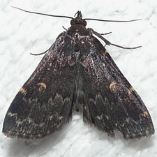 Idia lubricalis