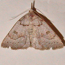 Chytolita morbidalis