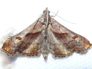 Palthis angulalis