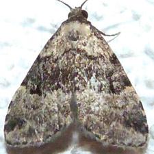 Dyspyralis illocata