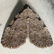 Dyspyralis puncticosta