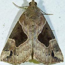 Hypena manalis