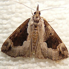 Hypena baltimoralis