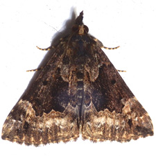 Hypena palparia