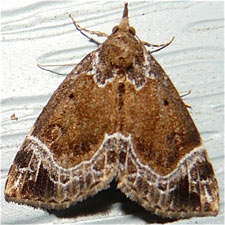 Hypena abalienalis