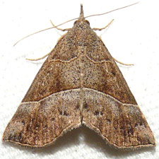 Hypena deceptalis